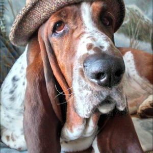 Meet your Posher, Dianna